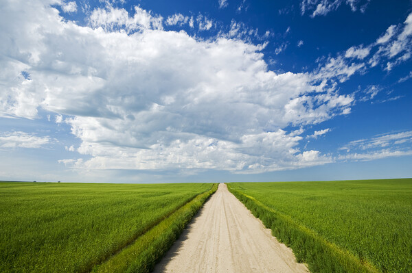 country road through grain fields Picture Board by Dave Reede