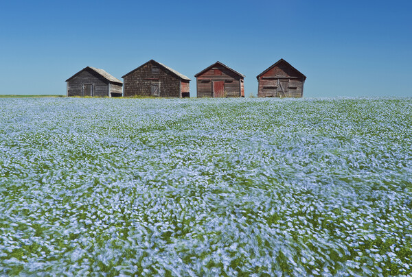 flowering flax field with old grain bins in the background Picture Board by Dave Reede