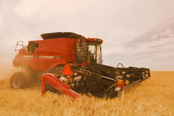 a combine harvests durum wheat  Picture Board by Dave Reede