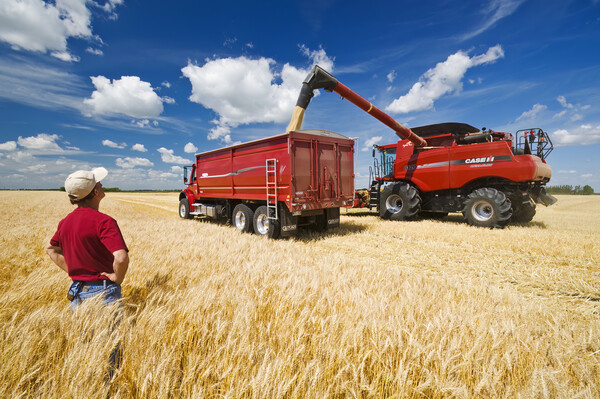 a combine augers barley into a farm truck Picture Board by Dave Reede