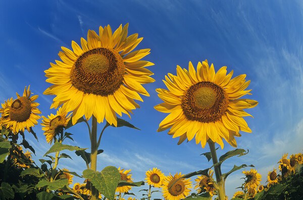 close-up of two sunflowers Picture Board by Dave Reede
