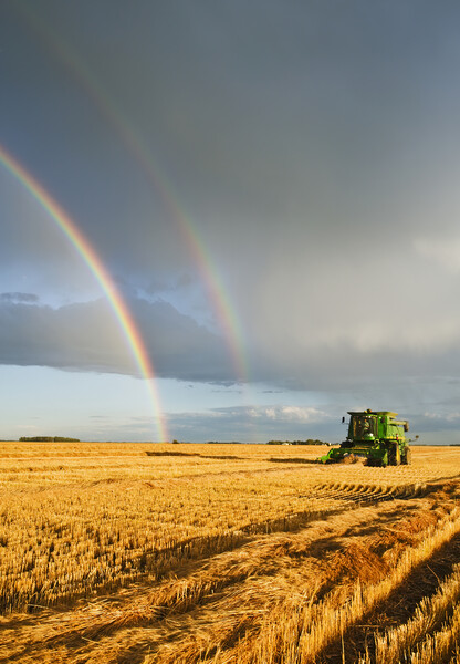 evening wheat harvest Picture Board by Dave Reede