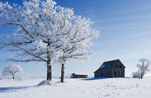 frost covered trees and old farm house Picture Board by Dave Reede