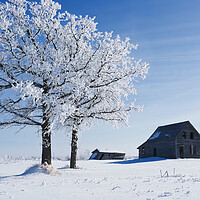 Buy canvas prints of frost covered trees and old farm house by Dave Reede