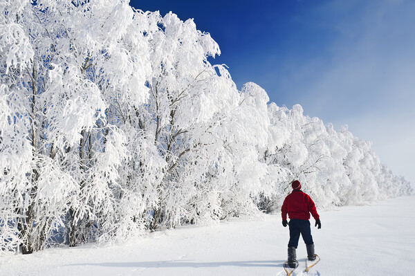 a man snowshoes towards frost covered trees in shelter belt Picture Board by Dave Reede