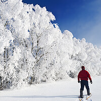 Buy canvas prints of a man snowshoes towards frost covered trees in shelter belt by Dave Reede