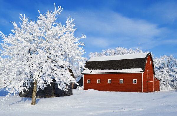 red barn and trees coated with hoarfrost Picture Board by Dave Reede