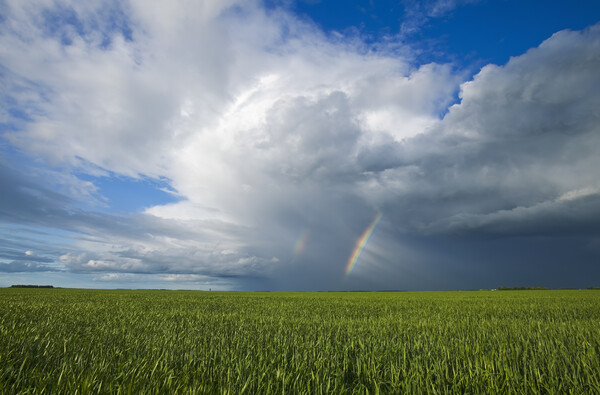 grain field and sky with rainbow  Picture Board by Dave Reede