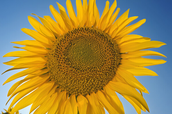 Single Sunflower Picture Board by Dave Reede