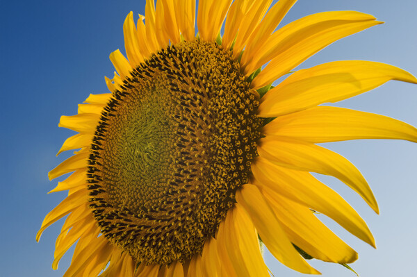 sunflower close-up Picture Board by Dave Reede