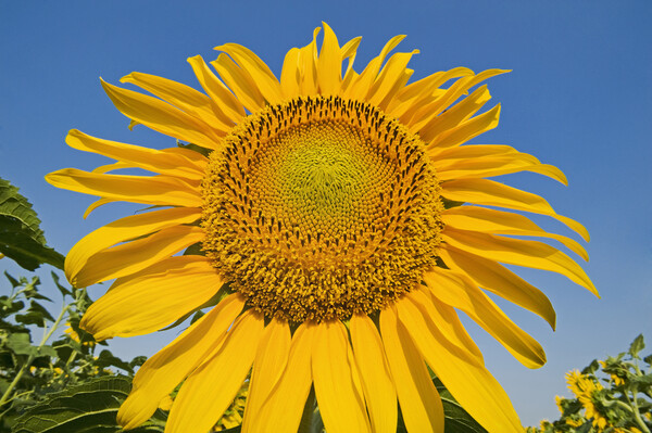 sunflower Picture Board by Dave Reede