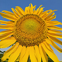 Buy canvas prints of sunflower by Dave Reede