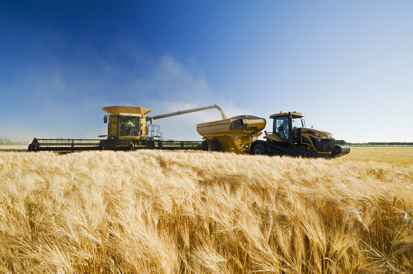 a combine unloads into a grain wagon on the go Picture Board by Dave Reede