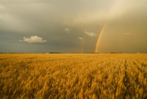 rainbow over winter wheat field Picture Board by Dave Reede