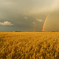 Buy canvas prints of rainbow over winter wheat field by Dave Reede