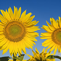 Buy canvas prints of Sunflowers by Dave Reede