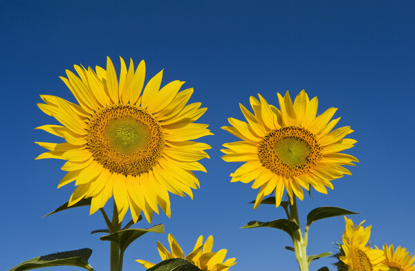 Two Sunflowers Picture Board by Dave Reede
