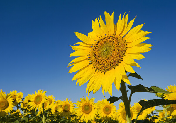 Single Sunflower Picture Board by Dave Reede