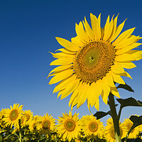 Buy canvas prints of Single Sunflower by Dave Reede