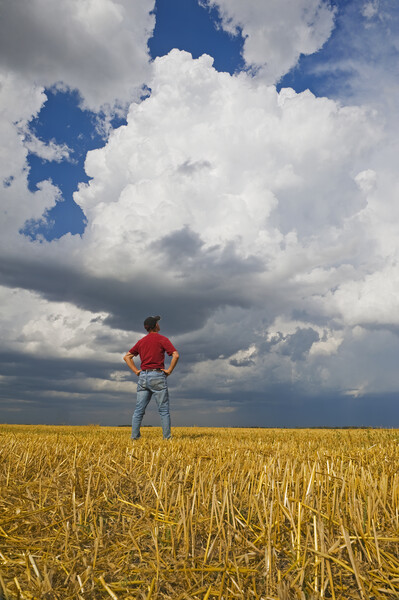 a man looks out over a harvested oat field with a cumulonimbus cloud buildup in the background Picture Board by Dave Reede