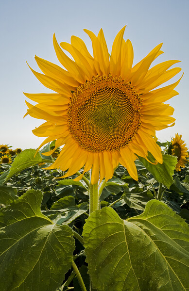 Sunflower Picture Board by Dave Reede