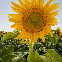 Buy canvas prints of Sunflower by Dave Reede