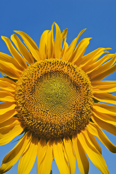 Sunflower Head Picture Board by Dave Reede