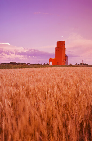 maturing spring wheat field with grain elevator in the background Picture Board by Dave Reede
