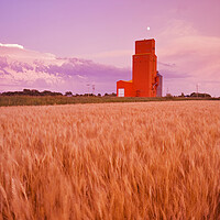 Buy canvas prints of maturing spring wheat field with grain elevator in the background by Dave Reede