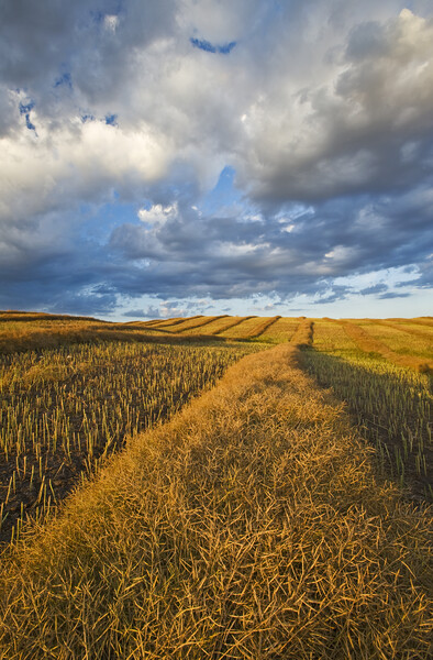 mature, harvest ready canola swaths Picture Board by Dave Reede