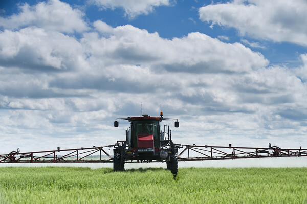 a high clearance sprayer gives a chemical application to wheat Picture Board by Dave Reede
