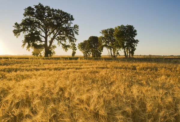 mature, harvest ready winter wheat field Picture Board by Dave Reede