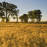 Buy canvas prints of mature, harvest ready winter wheat field by Dave Reede