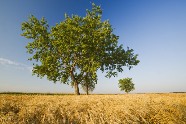 cottonwood tree in a mature, harvest ready winter wheat field Picture Board by Dave Reede
