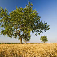 Buy canvas prints of cottonwood tree in a mature, harvest ready winter wheat field by Dave Reede