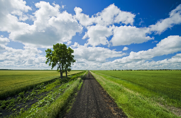 Backroad through farmland Picture Board by Dave Reede