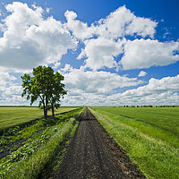 Buy canvas prints of Backroad through farmland by Dave Reede