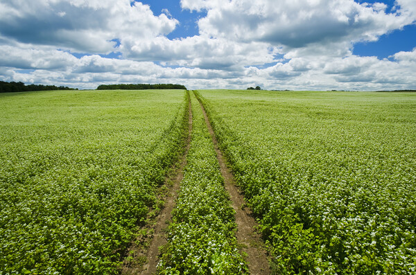 pathway through blooming buckwheat field Picture Board by Dave Reede