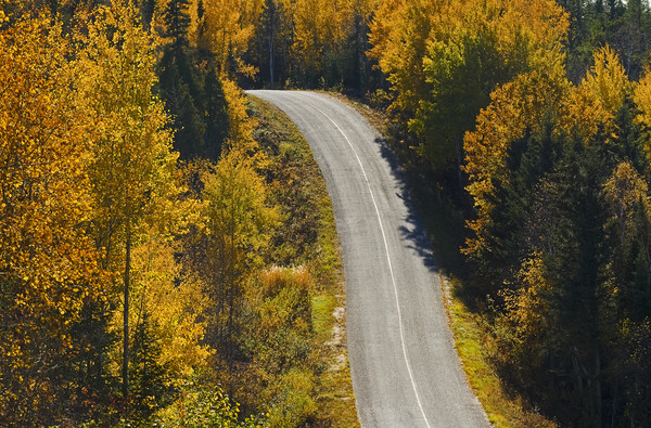 paved road going through forest Picture Board by Dave Reede
