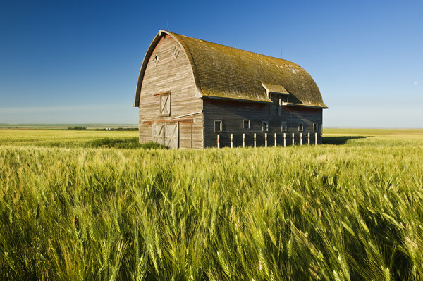 durum wheat field and old barn Picture Board by Dave Reede