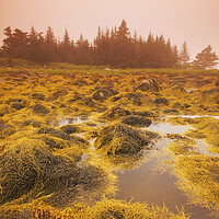 Buy canvas prints of rockweed along the coast at low tide by Dave Reede