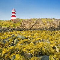 Buy canvas prints of Brier Island lighthouse by Dave Reede