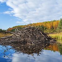 Buy canvas prints of beaver lodge by Dave Reede