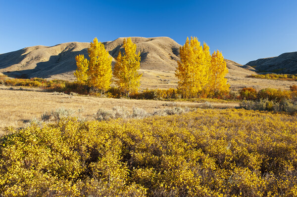 autumn, Saskatchewan Landing Provincial Park Picture Board by Dave Reede