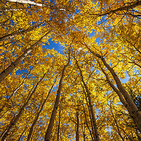 Buy canvas prints of poplar trees in autumn colours by Dave Reede