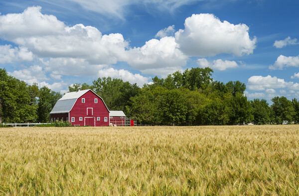  spring wheat field and red barn  Picture Board by Dave Reede