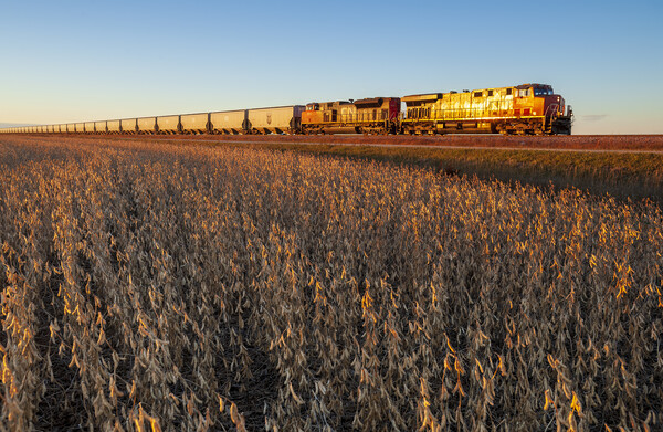 a train passes a soybean field Picture Board by Dave Reede