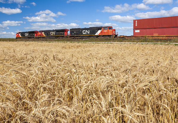 spring wheat field with passing train Picture Board by Dave Reede