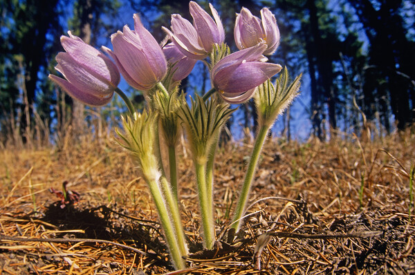 prairie crocus Picture Board by Dave Reede