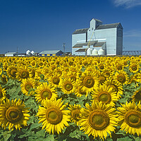 Buy canvas prints of sunflower field with grain elevator in the background by Dave Reede